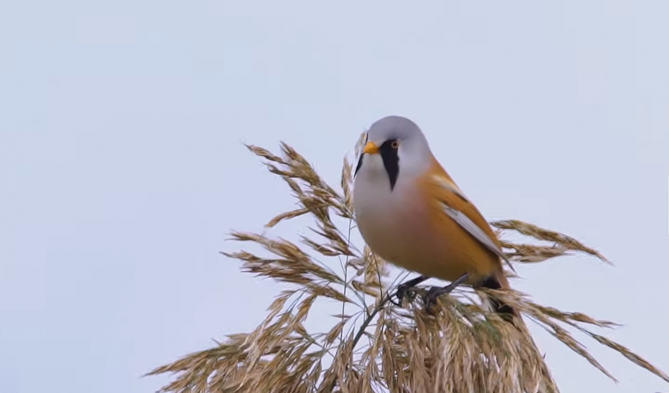Редкие усатые синицы из Красной книги замечены в Приморском районе Петербурга